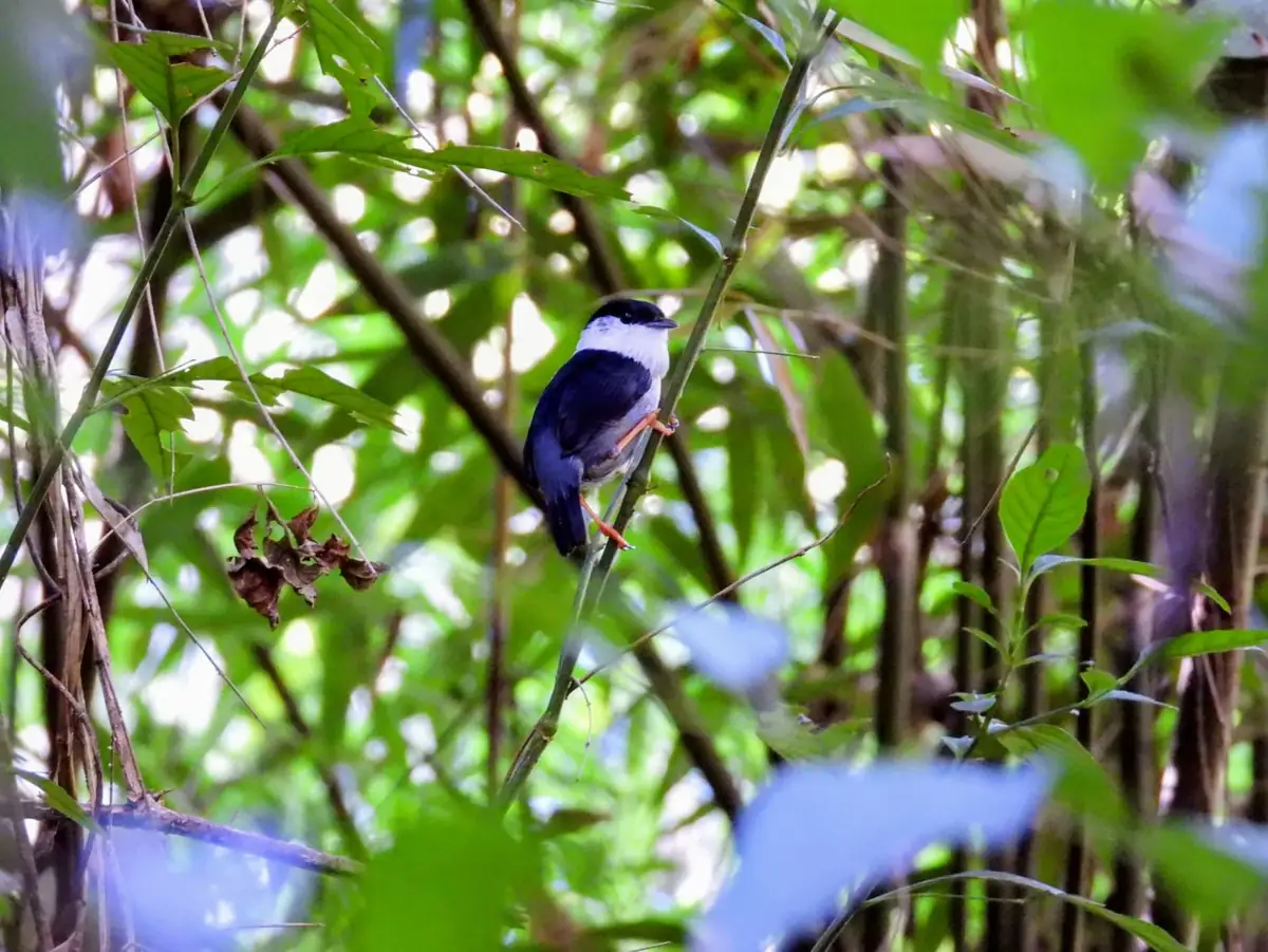 Bailarín blanco