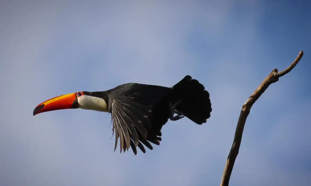 Un tucán toco en vuelo, con el pico anaranjado a contraluz del cielo.