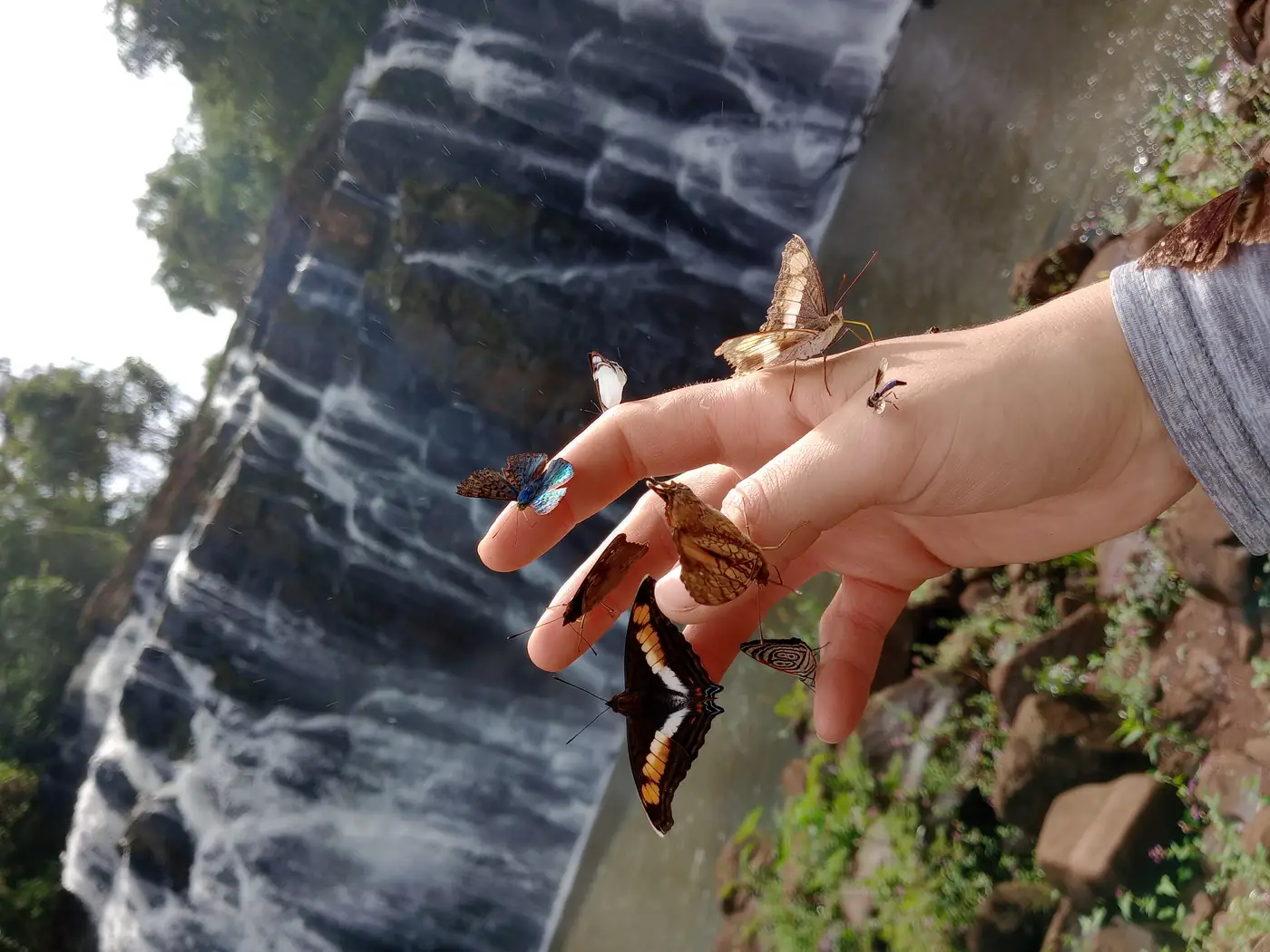 Una mariposa posada sobre una mano abierta, con el salto de agua de fondo