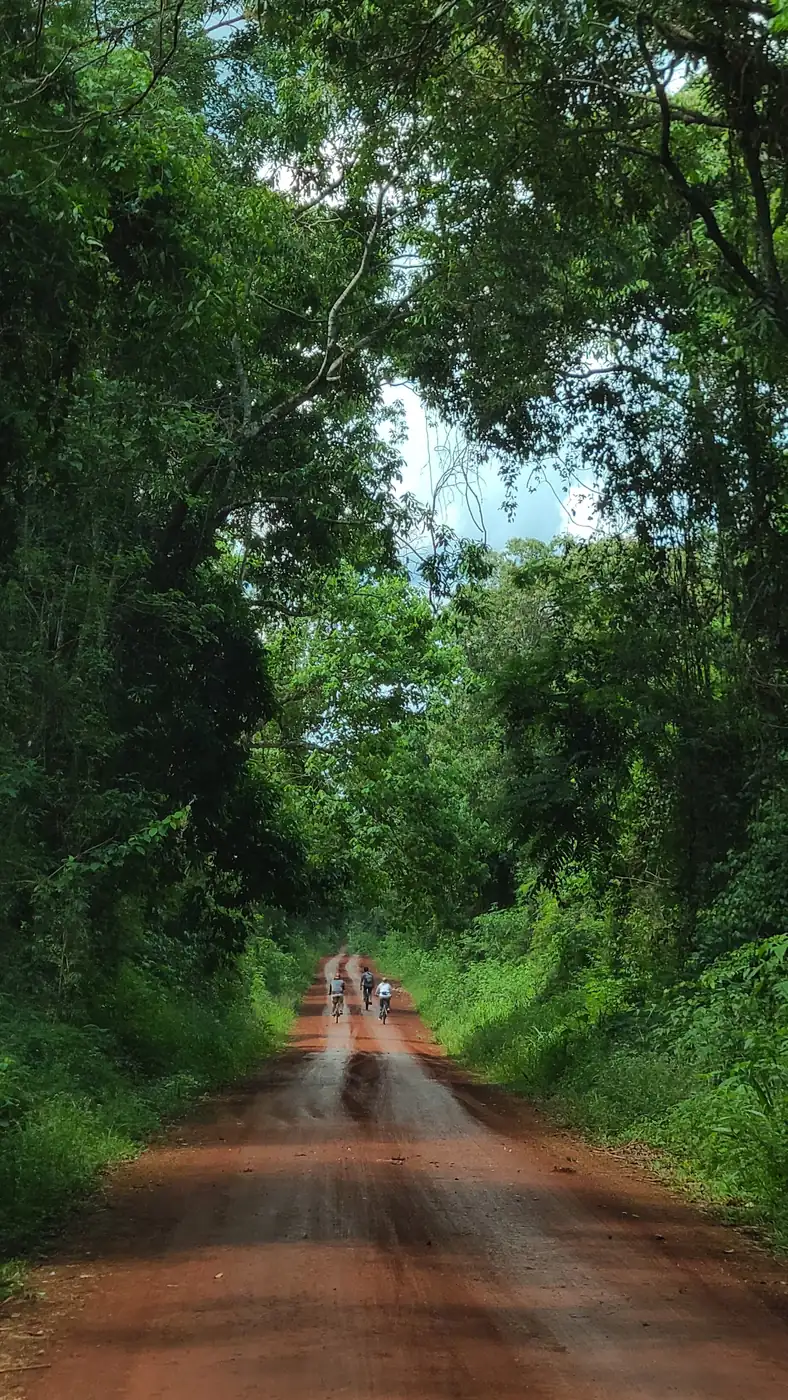 El camino de tierra de la Ruta 101, cerrado por la selva a los dos lados.