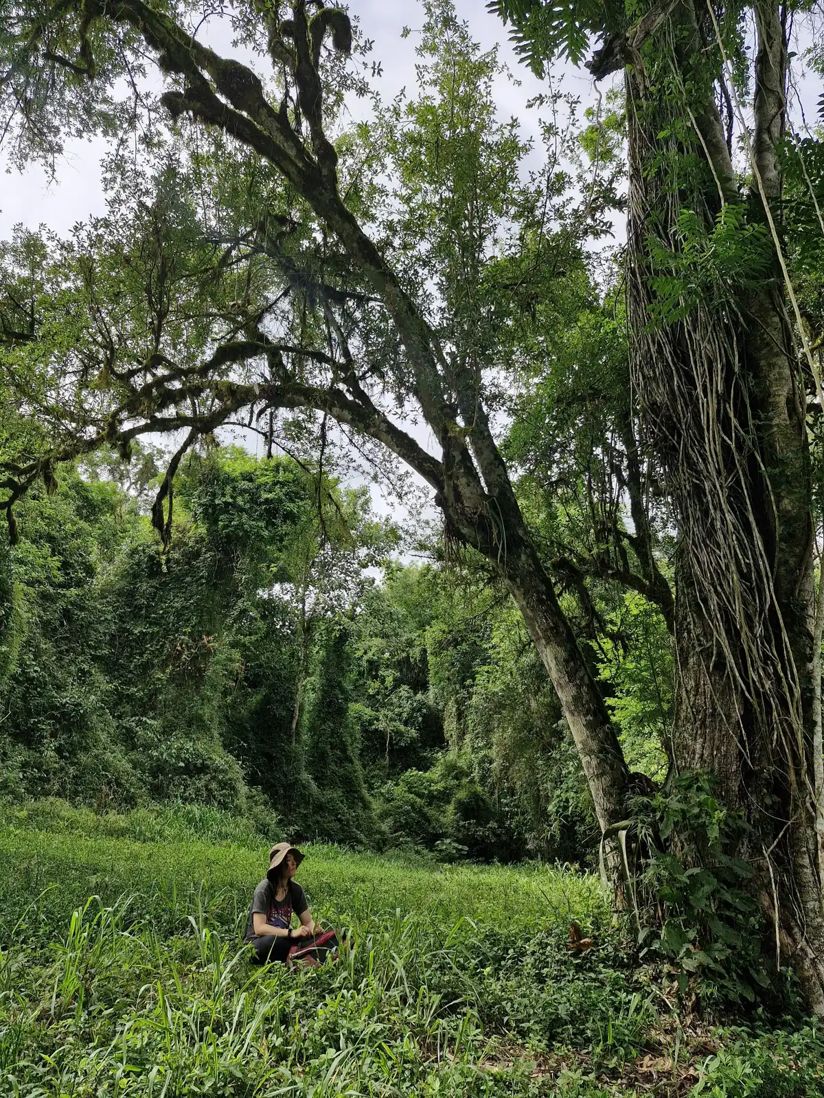 Un claro del monte, con las lianas colgando de un árbol grande.